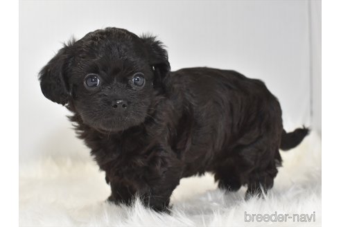 成約済の愛知県のチワプー:チワワ×トイプードル-305825の6枚目